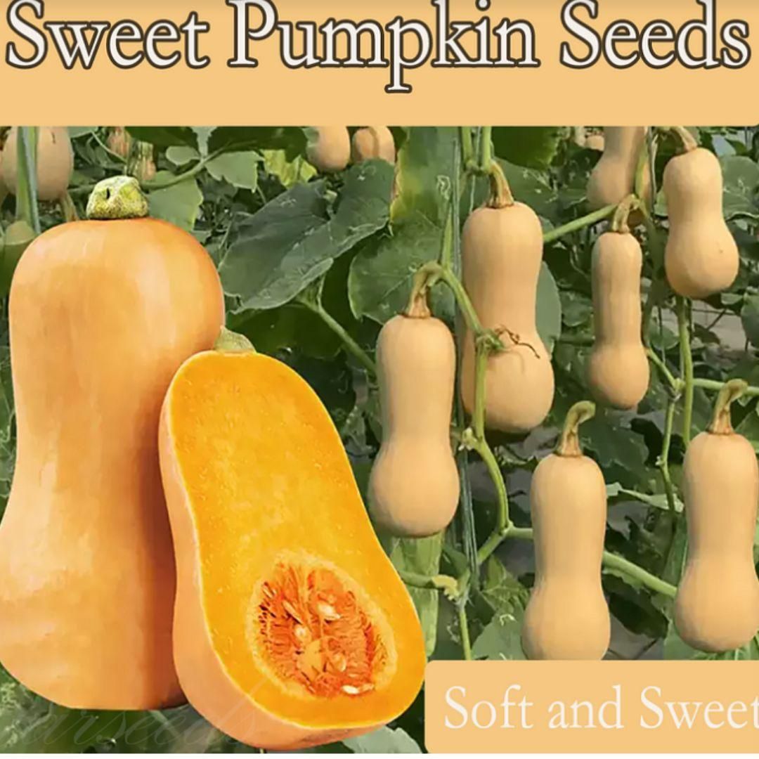 Sweet Cream Pumpkin Seeds