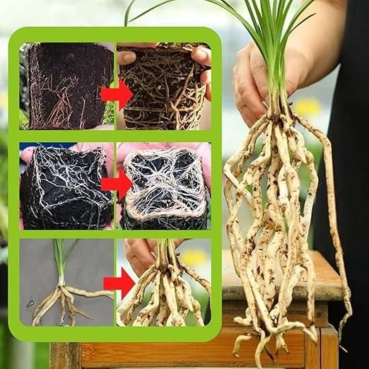 Rapid Strong Rooting Fertilizer 200 gm Pack of 2