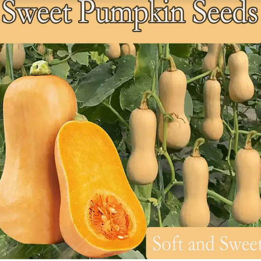 Sweet Cream Pumpkin Seeds